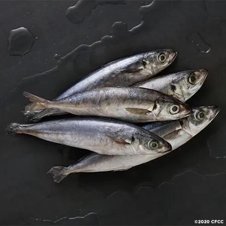 Galunggong Female-1kg