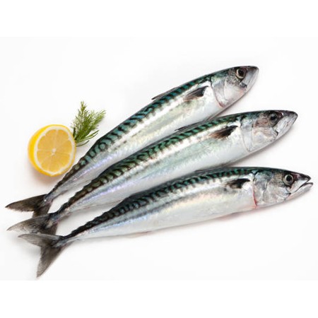 Pacific Mackerel